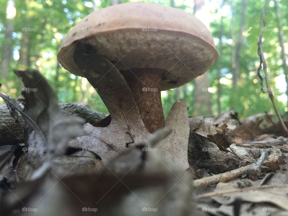 Under the Shroom