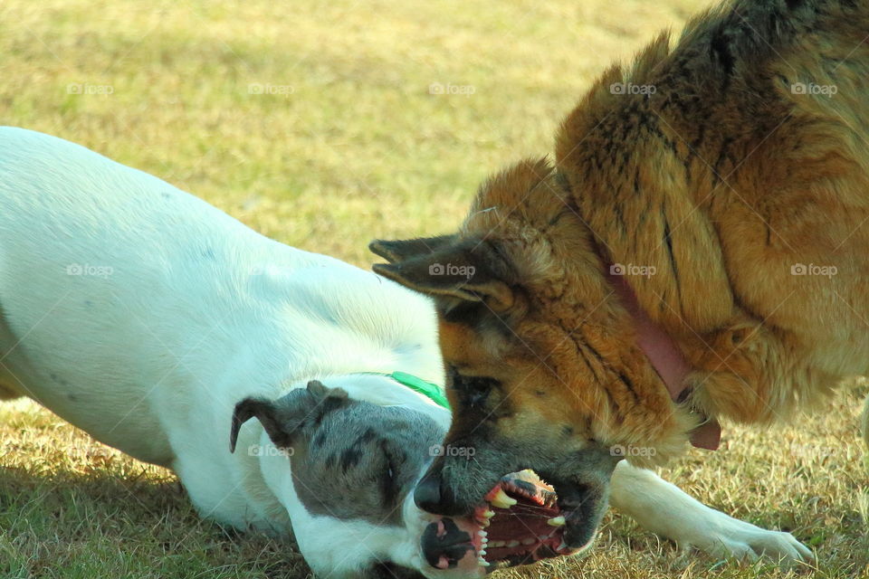 dogs playing