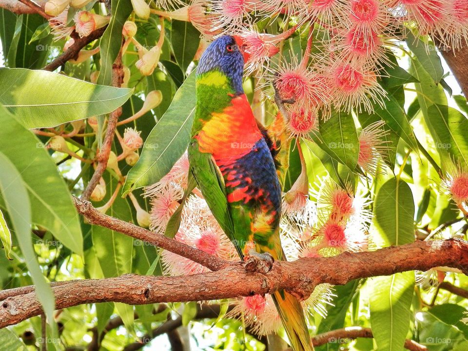 Lorikeets
