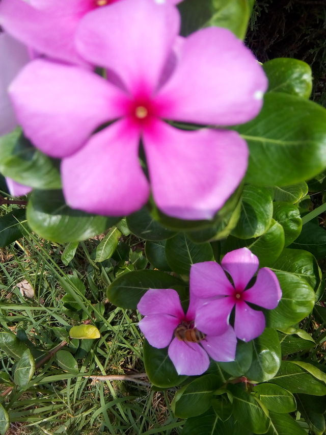 beautiful flowers.