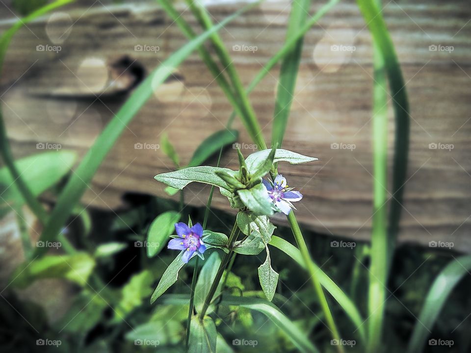 wildflowers