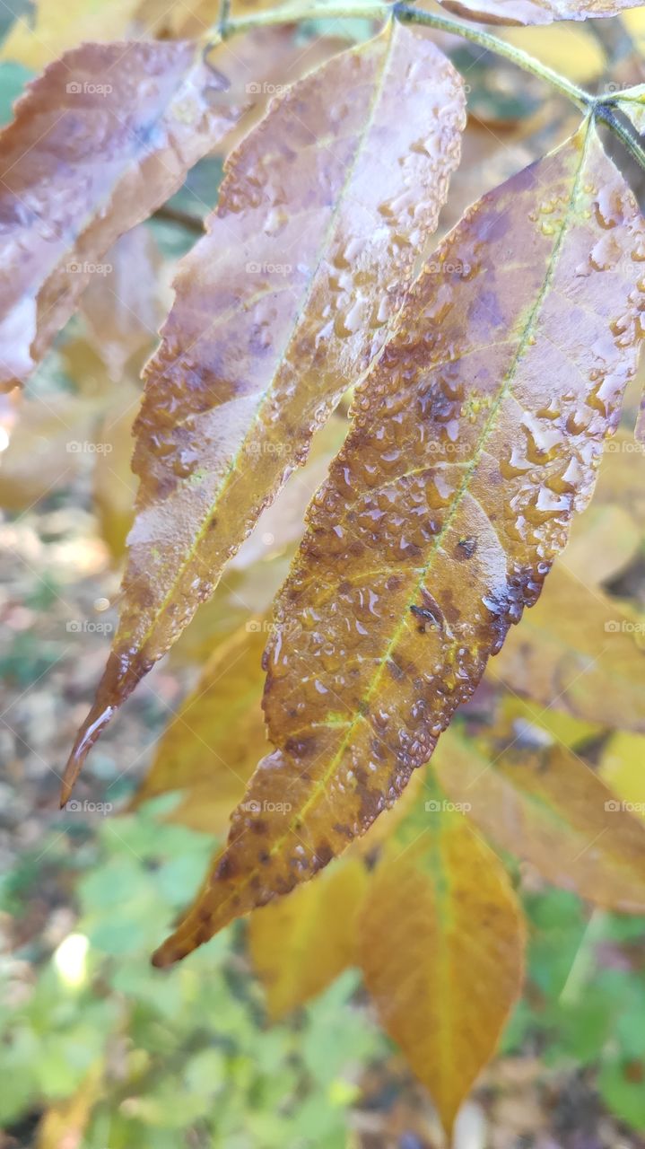 Morning dew on leaves with blurred background.