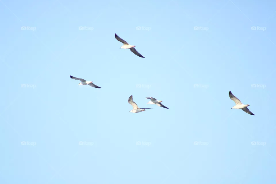 Birds