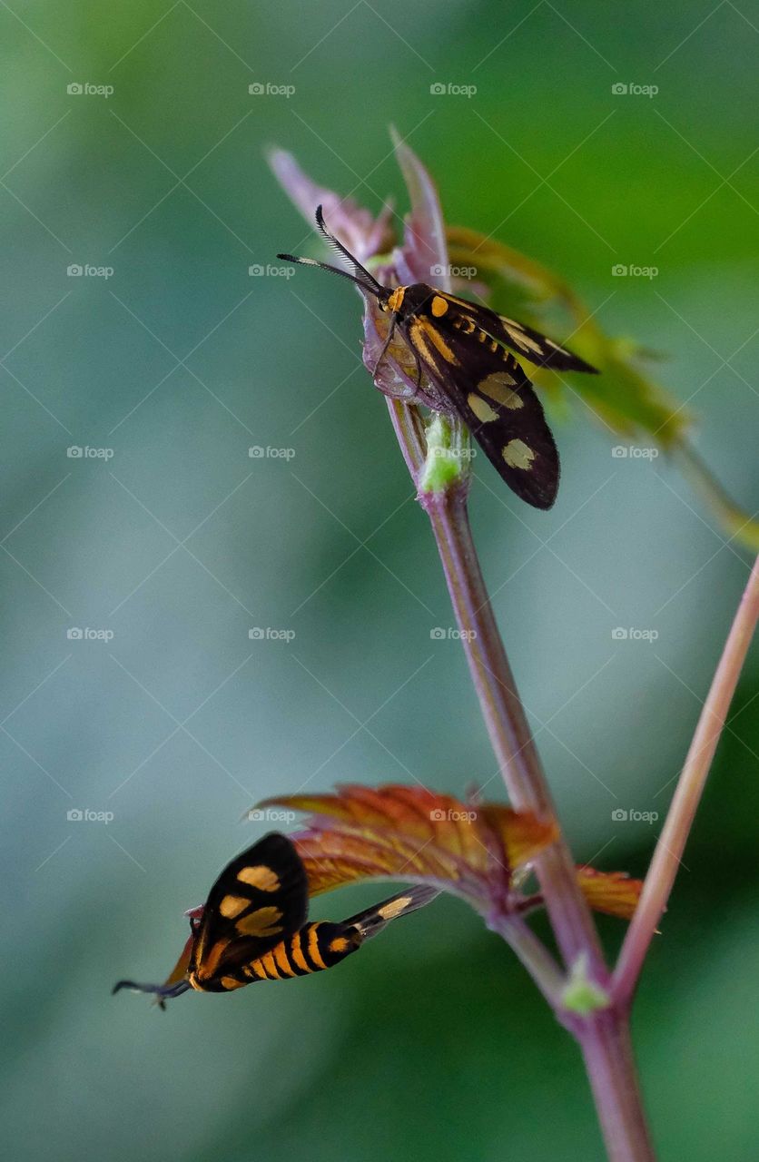 Amata hubneri flying moth