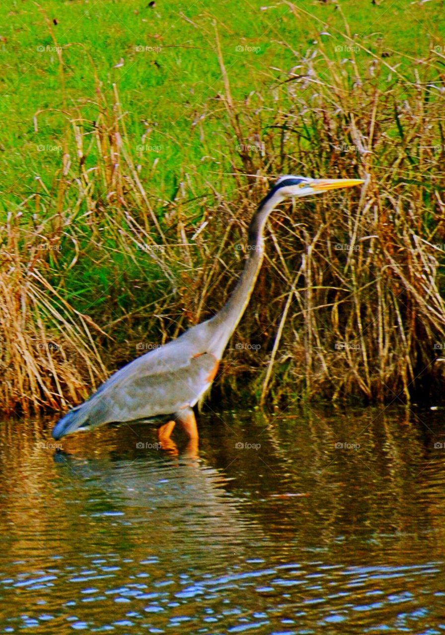 Blue Heron 
