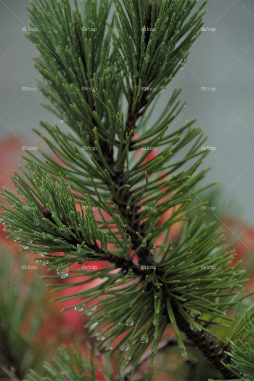 Mountain pine beanch in the rain