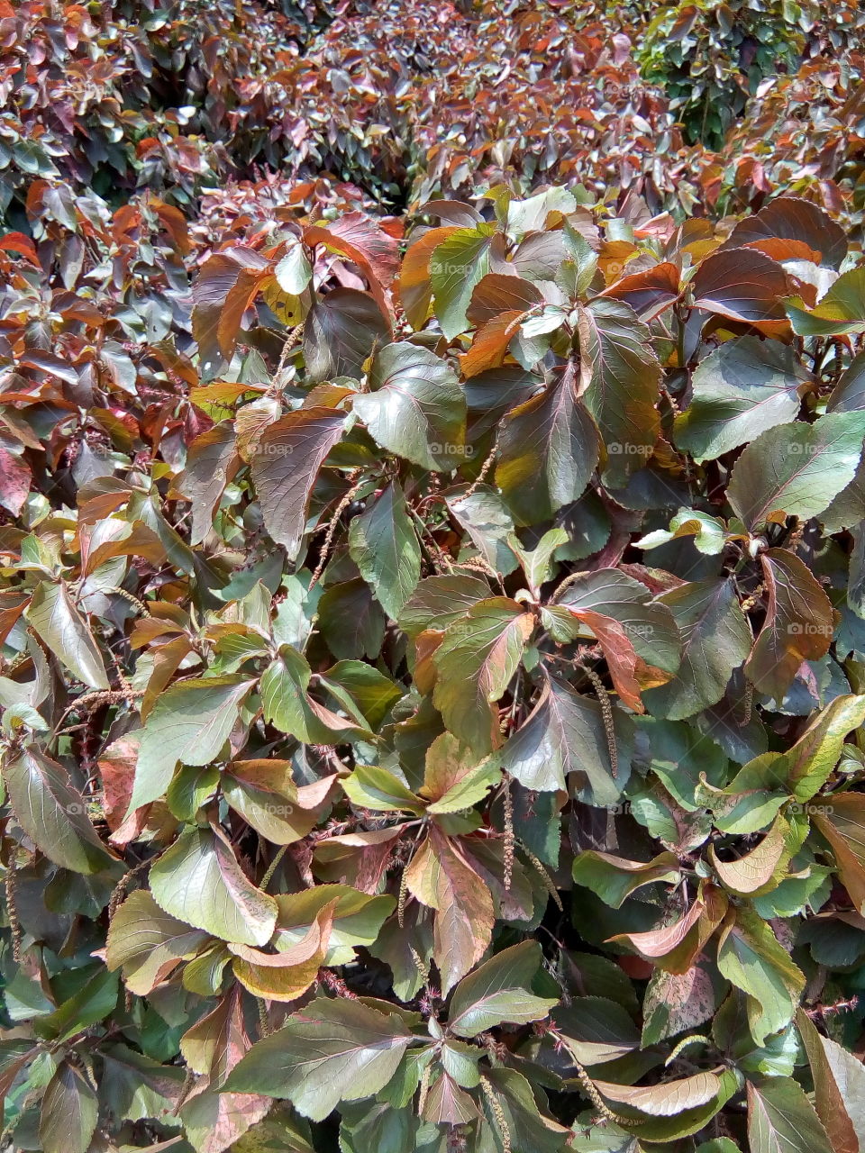 beautiful plants in a garden