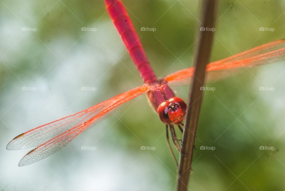 beautiful macro shot 