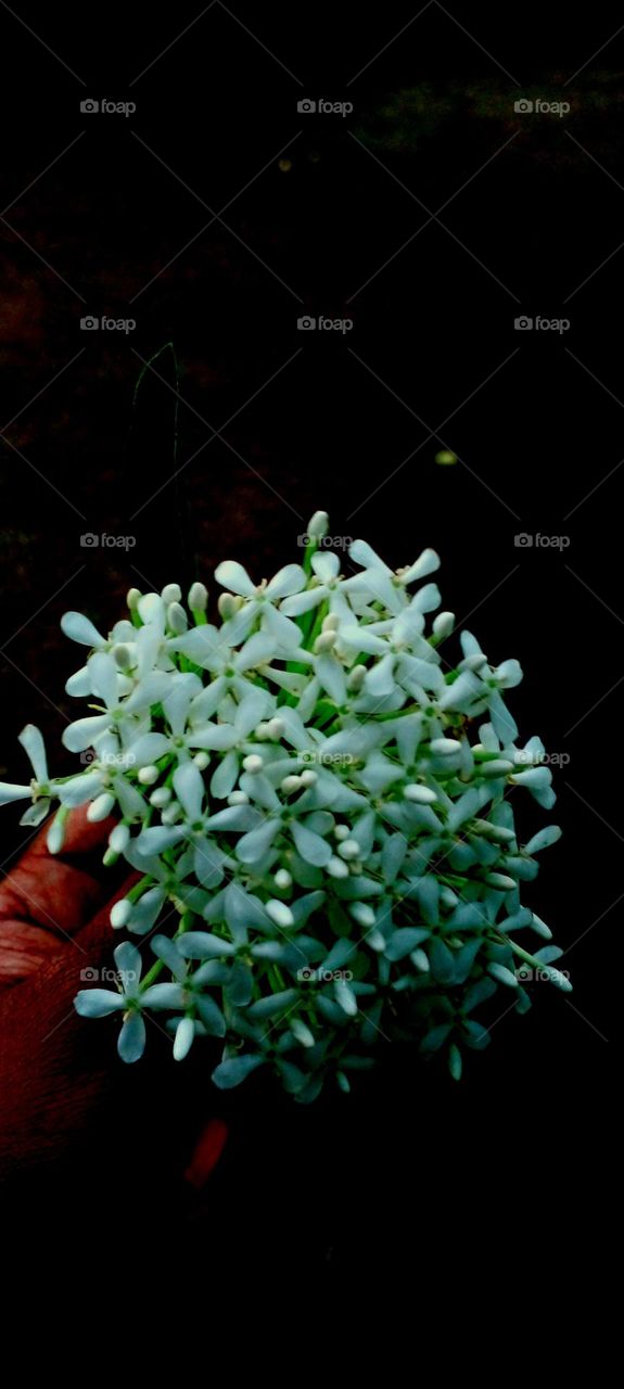 naturelove, white flowers, white love, flowers lover, de