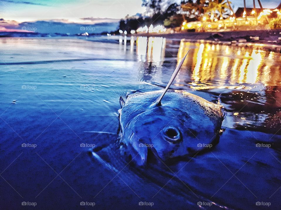 dead fish on the beach contrast with light at sunset