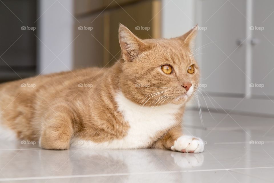 Ginger cat looking outside