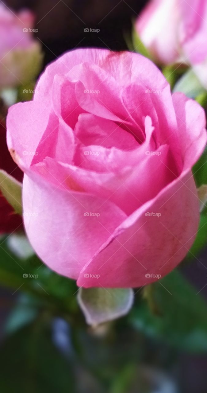 pink rose. beautiful flower.