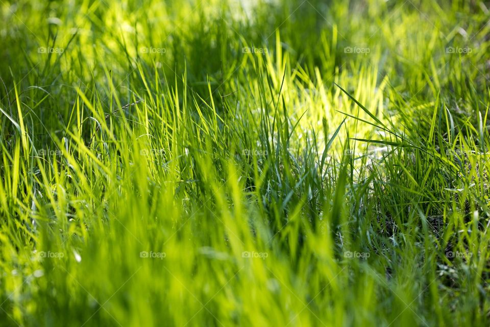 Grass close up background nature therapy amazing wildlife beautiful naturalism macro microcosmos super view