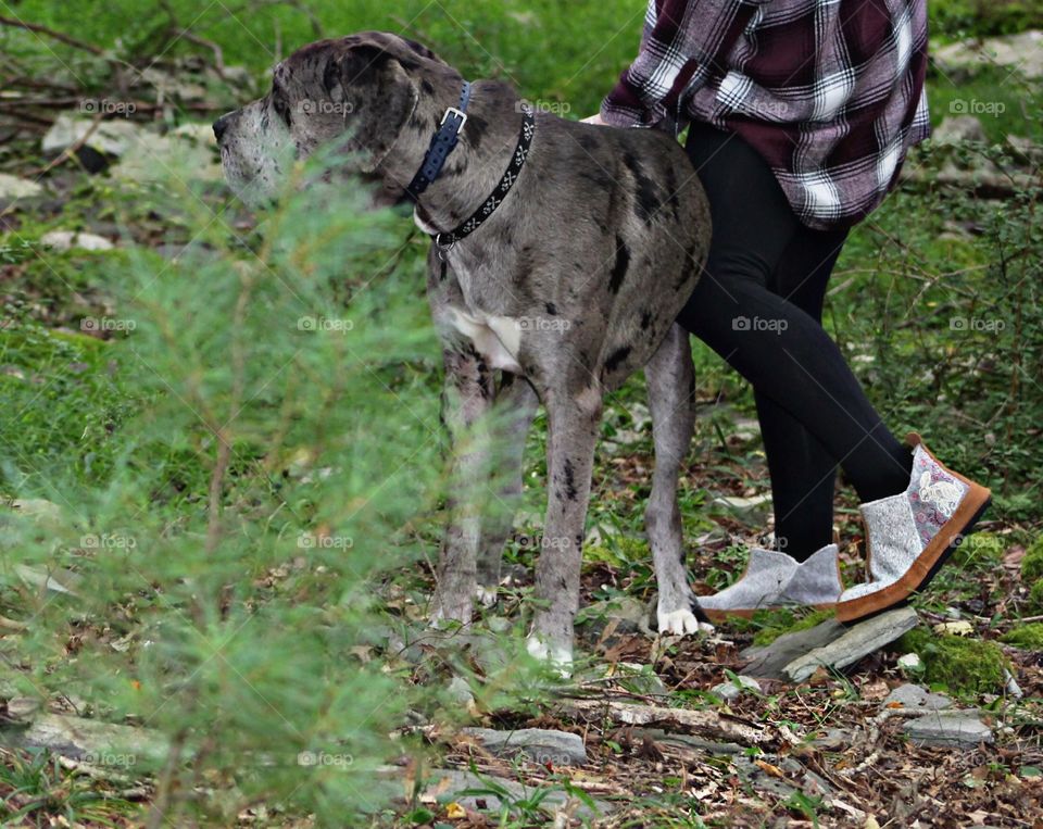 Going for a hike with mom in Northeast Pennsylvania USA; 10 month old Daniff puppy (Great Dane/English Mastiff) 