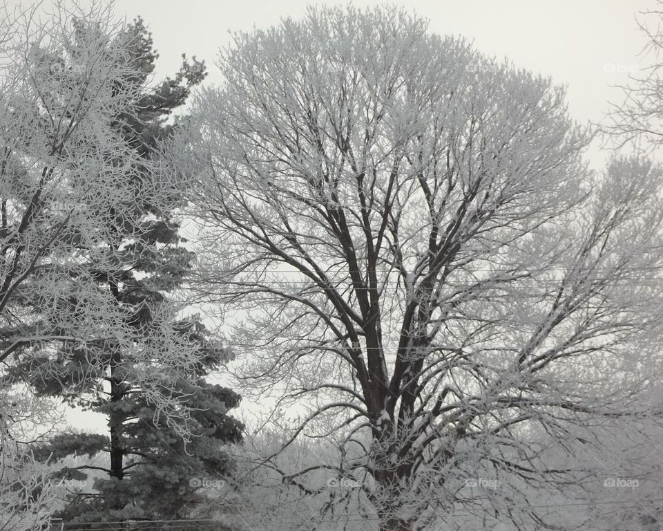 View of frozen trees