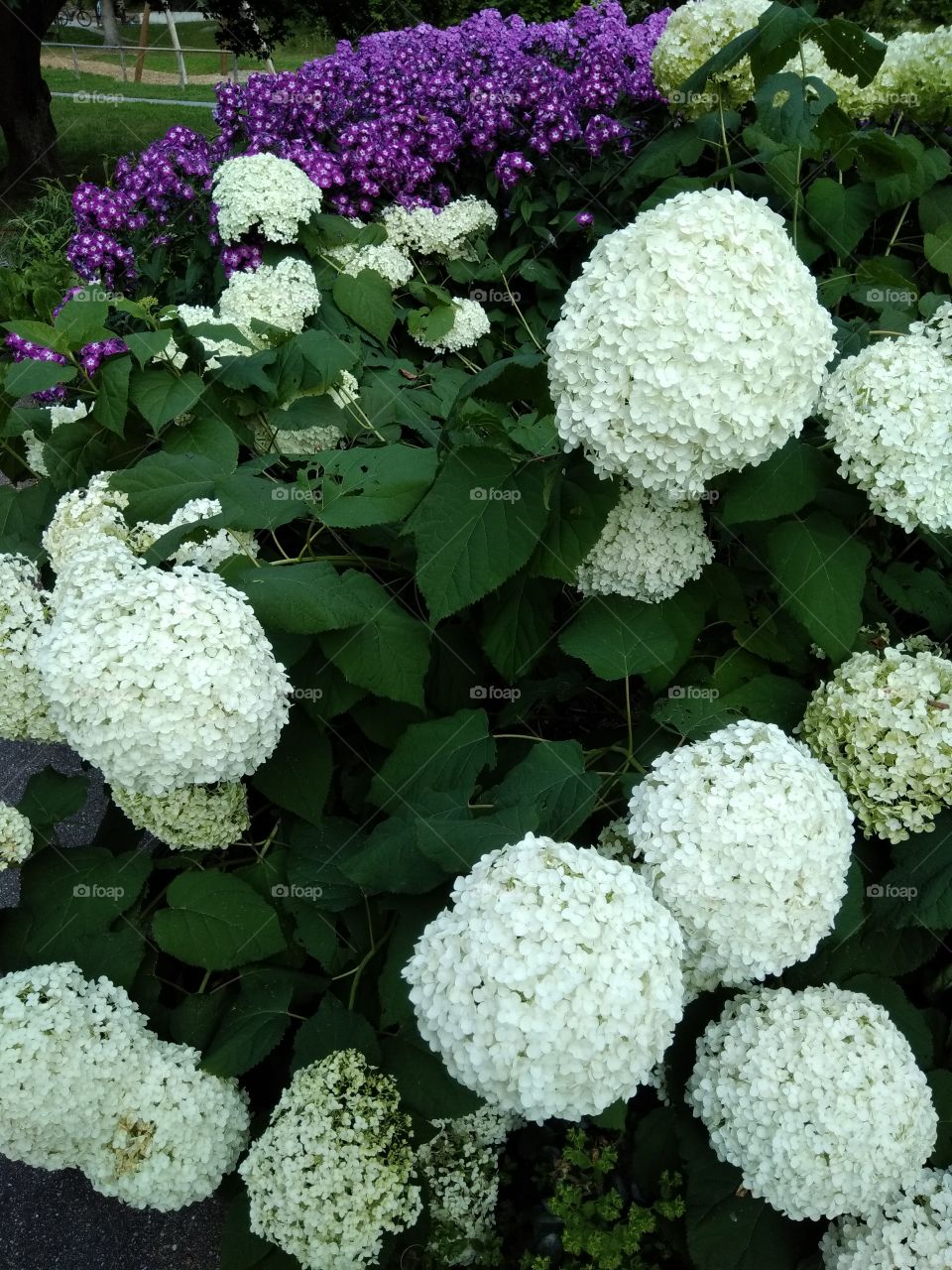 Kurpark in Bad Wildbad