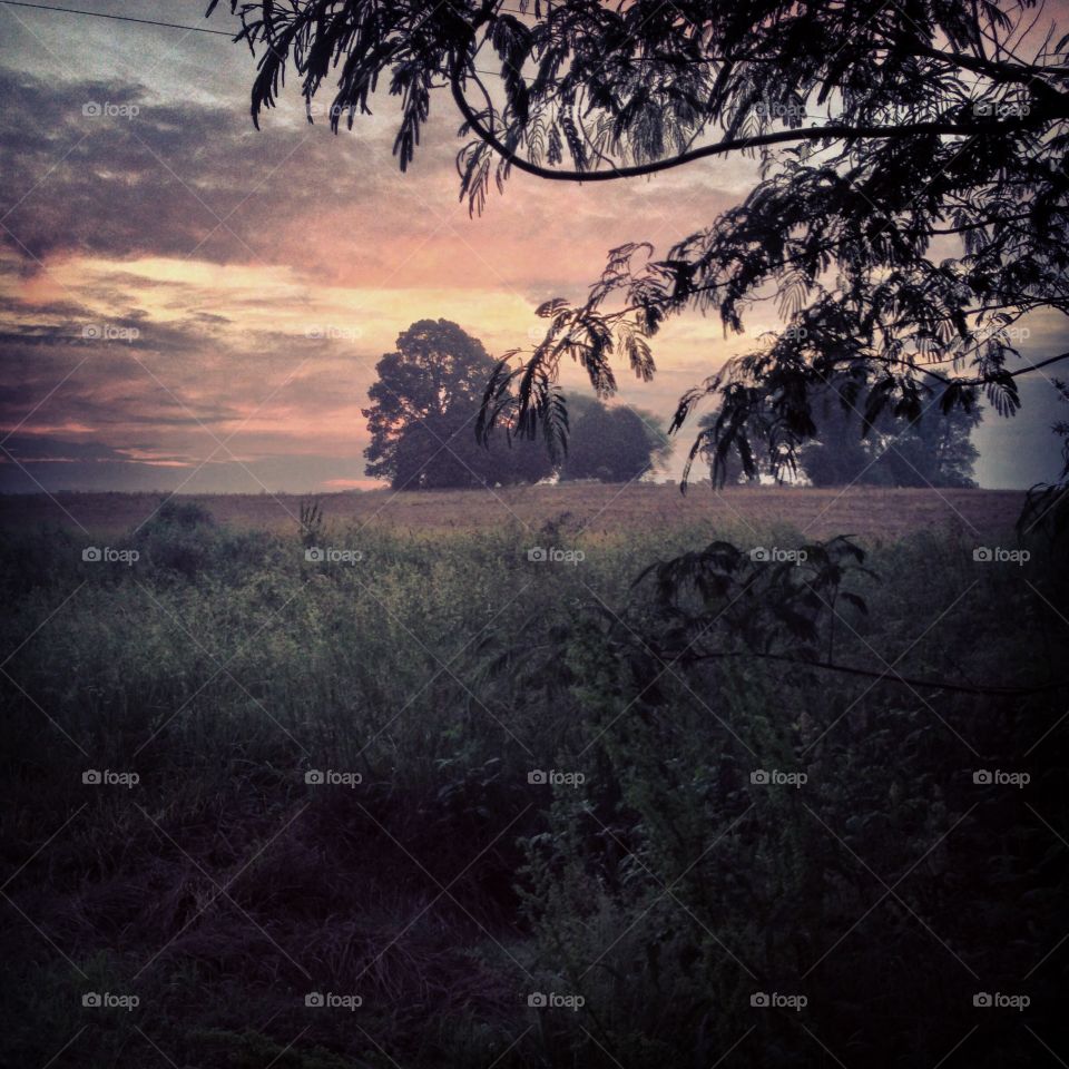Tree, Sunset, Dawn, Landscape, Silhouette