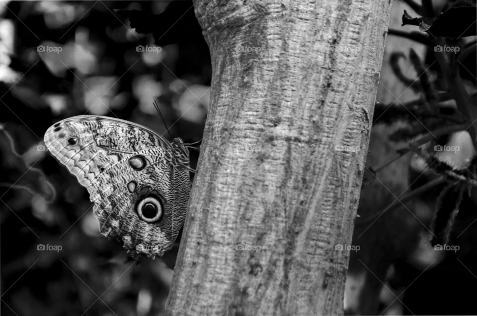 Black and white photograph of a beautiful butterfly resting on a tree 