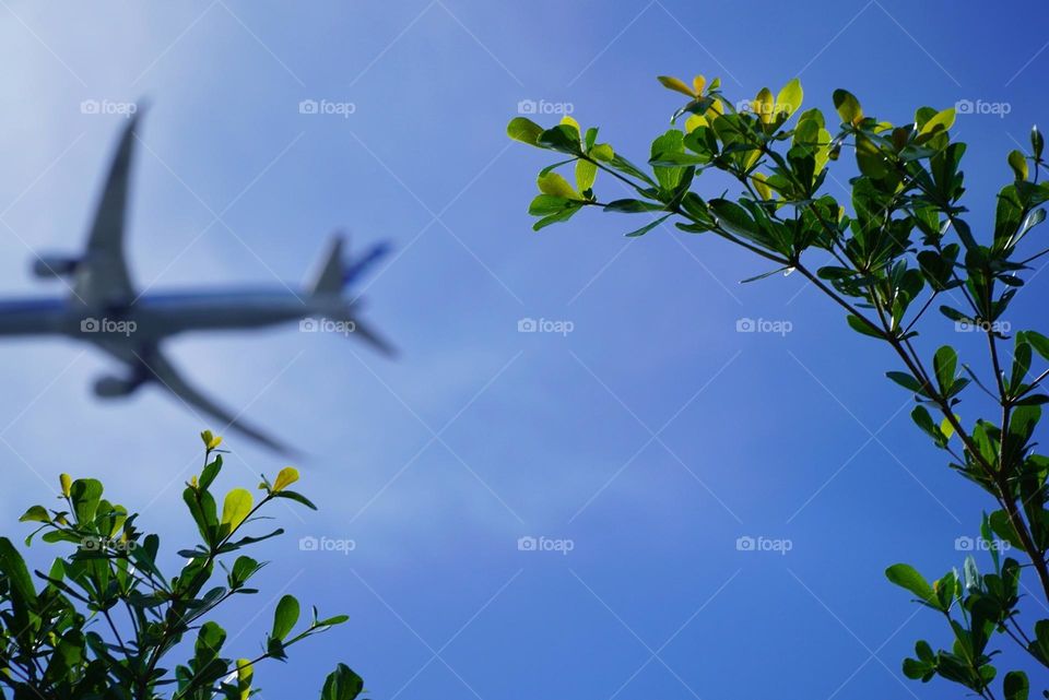 plane and plants in the afternoon