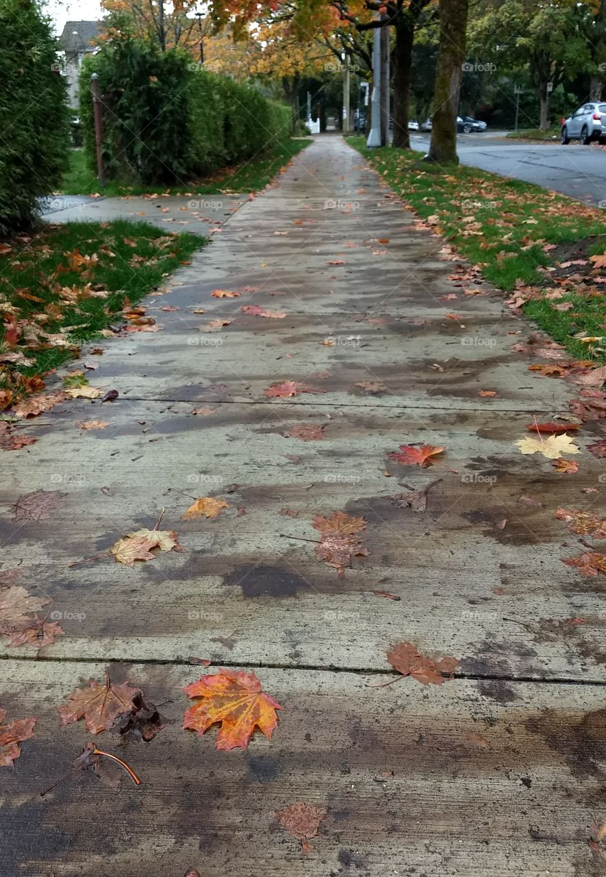Autumn leaves litter a neighborhood sidewalk on a rainy fall day.