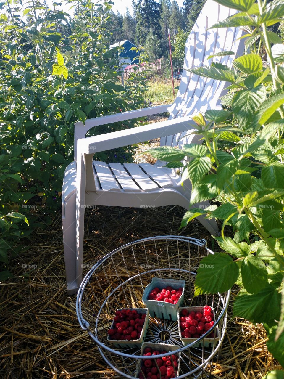 Raspberry picking in the back yard, my secret garden.
