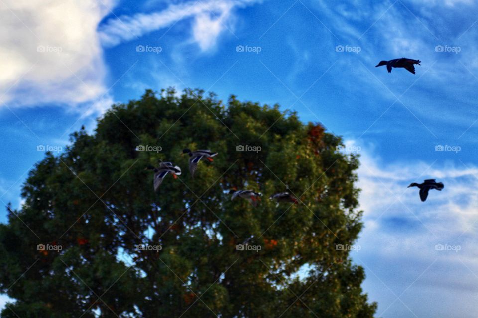 Ducks flying overhead 