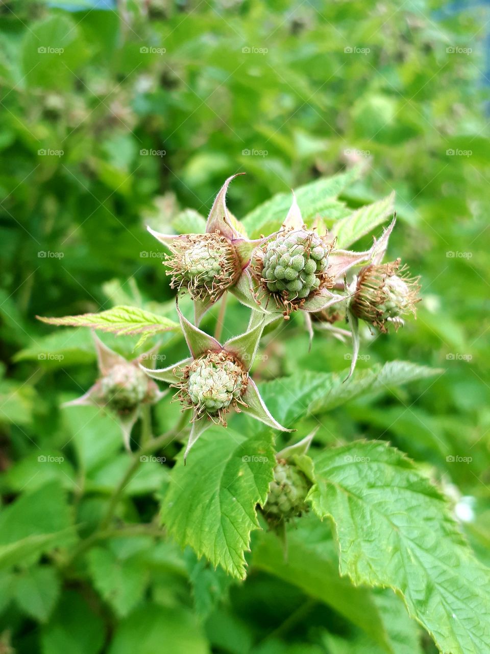 raspberry come slowly