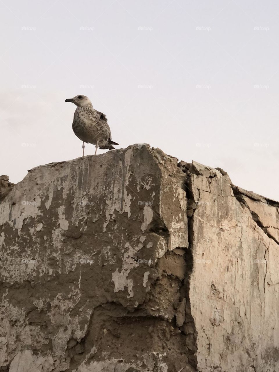 Beautiful seagull on the wall