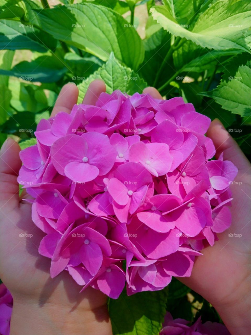 Pink hydrangeas