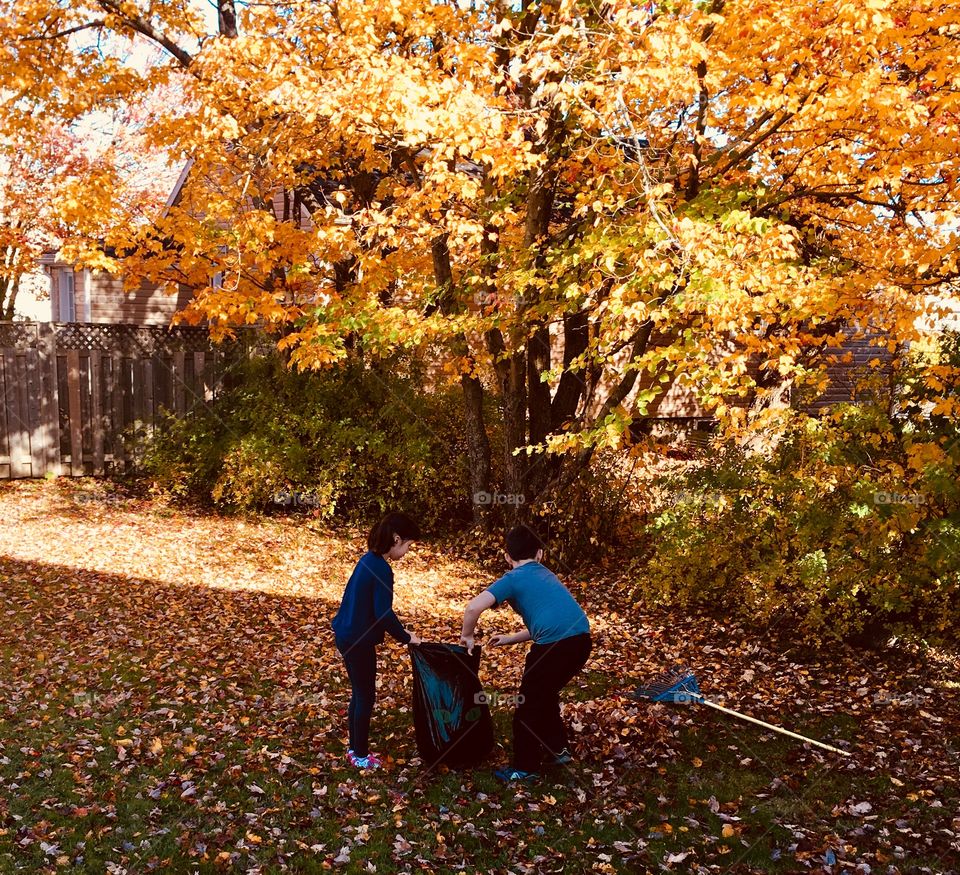 Boy and girl raking leaves in autumn. Surrounded by yellow and orange leaves and trees. Working together. 