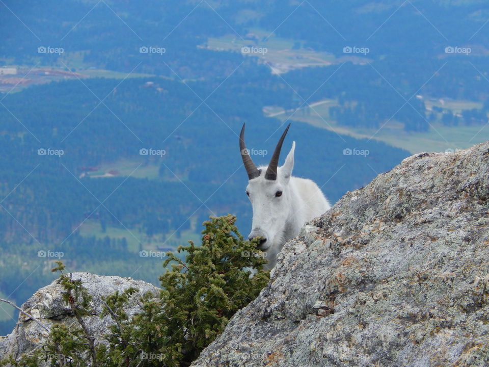 mountain goat has lunch