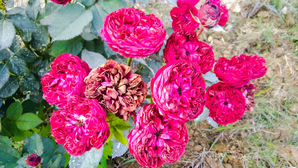 Beautiful Red Rose With Natural Background