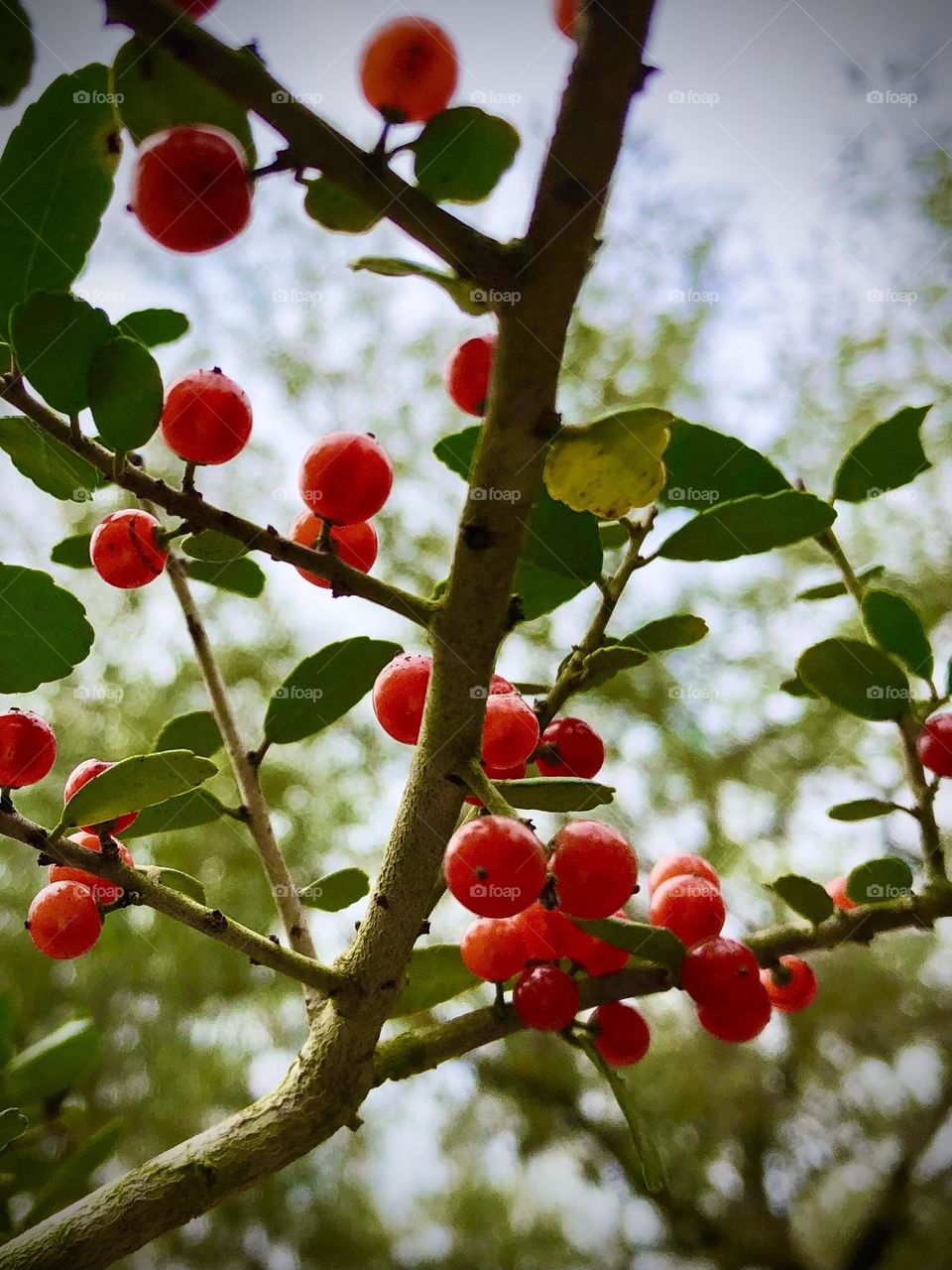 So far the only thing blooming and growing are the Yaupon trees at the ranch in Texas. Pretty berries but not edible!!