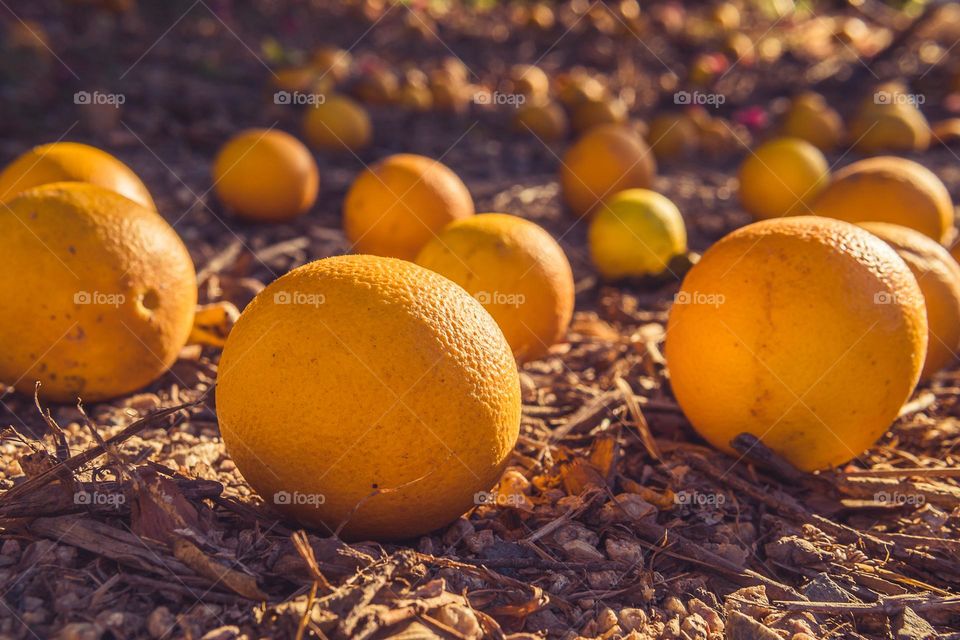 oranges on the ground