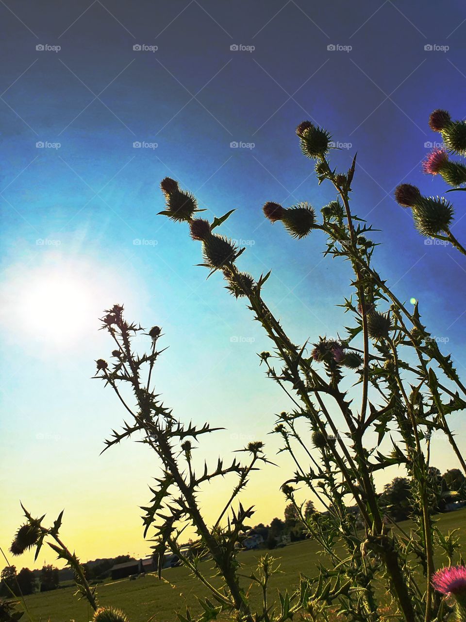 Flowers against sunny sky