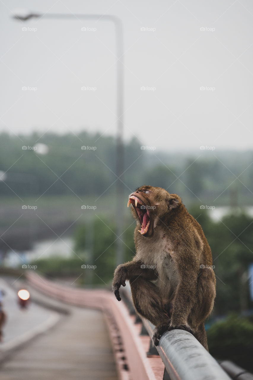 Close up funny face of monkey