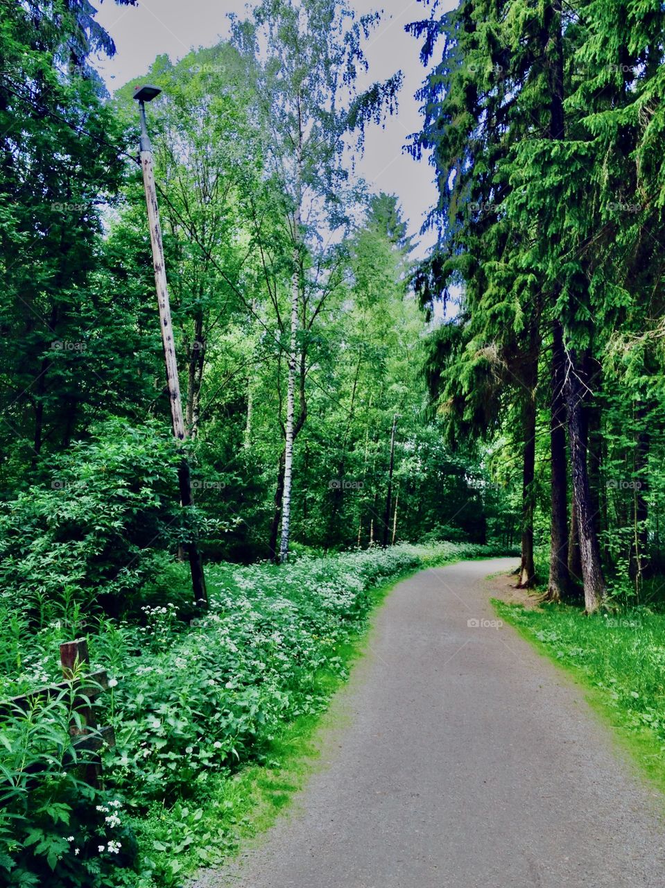 Remember summer, so green path