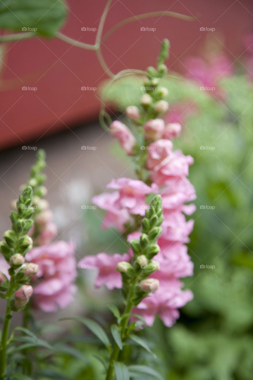 Pink Flower