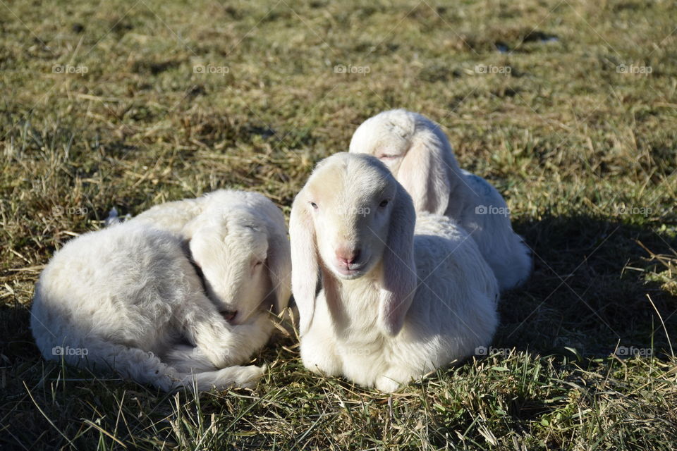 Close-up of sheeps resting on grass
