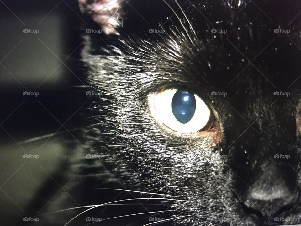 Eye of the mini panther 