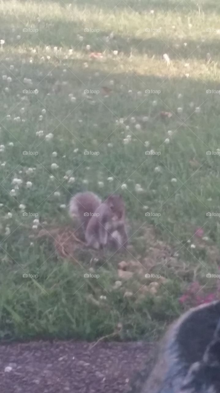Squirrel