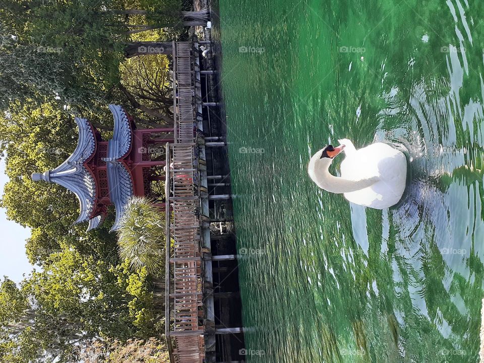 A beautiful white swan swims in the green water at Lake Eola in Orlando, Florida. There is a gazebo on the shore behind the swan..