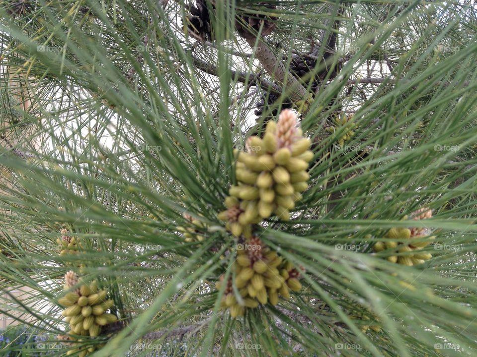 Plants in jordan country at spring semester 