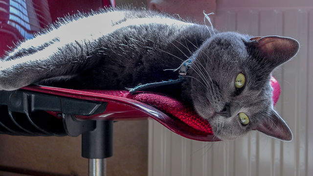 Lazy cat I