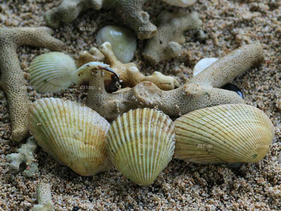 Shells On Sand Beach