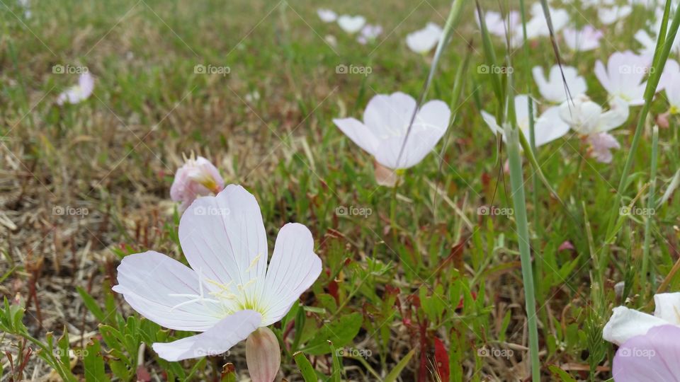 Last of the spring blooms, before summer heat gets to them