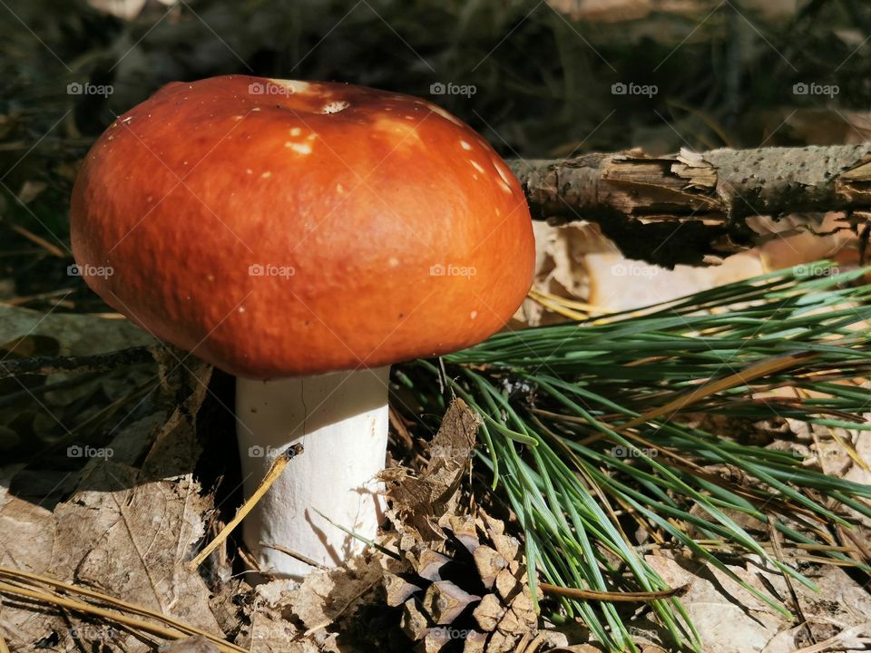 mushroom