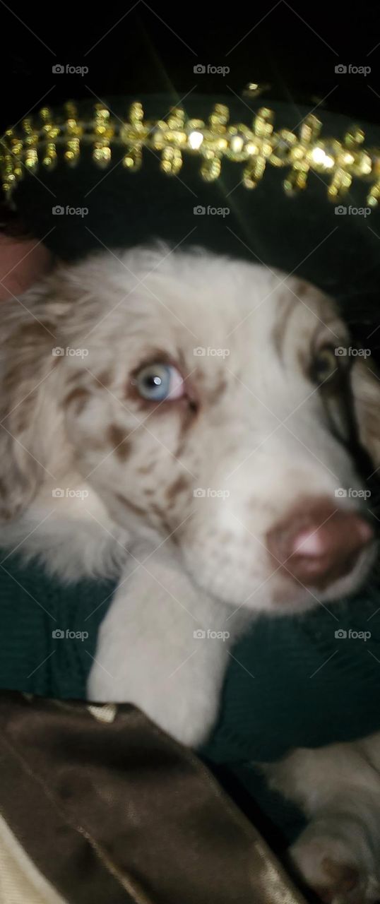 Adorable Red Merle Puppy with a Sombrero