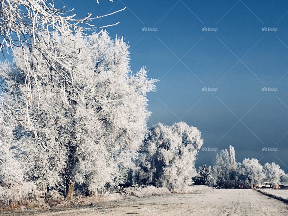 Frosty trees by a field.