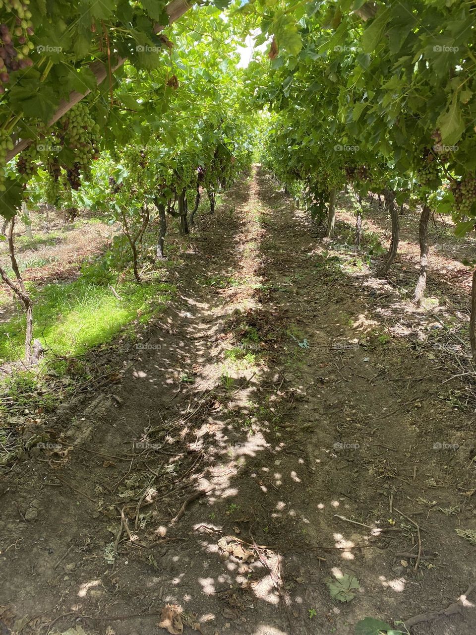 Vine pathway